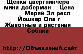 Щенки цвергпинчера ( мини доберман) › Цена ­ 5 000 - Марий Эл респ., Йошкар-Ола г. Животные и растения » Собаки   